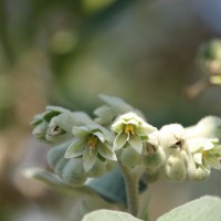 Solanum erianthum D.Don